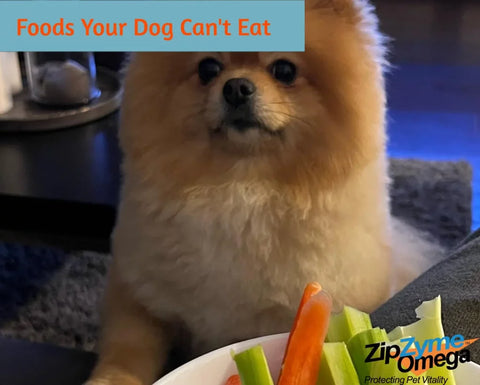 Foods Your Dog Can’t Eat