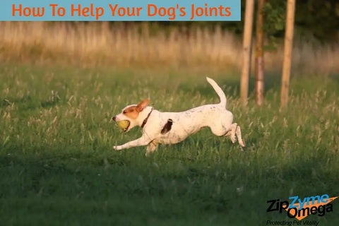 How To Help Your Dog’s Joints