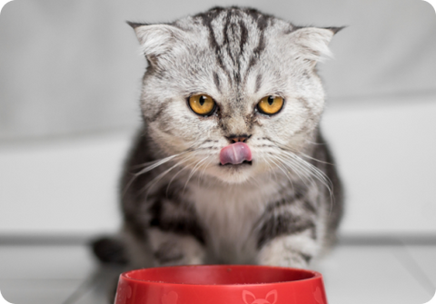 Cat licking mouth while eating out of red bowl