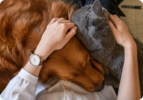 Dog and cat cuddling in person's lap