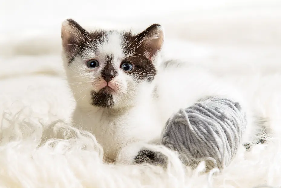 Kitten / Young adults