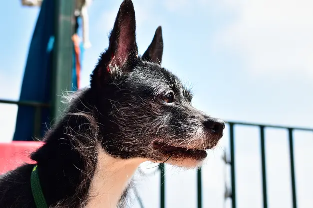a-closeup-shot-of-an-english-toy-terrier-outdoors