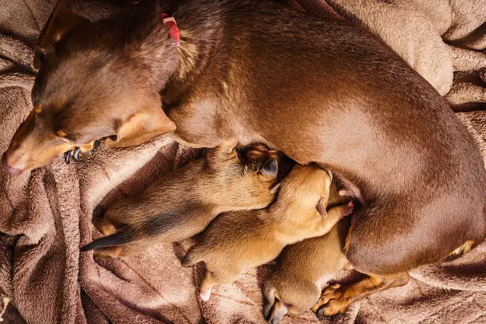 close-up-of-cute-adorable-little-dachshund-puppie