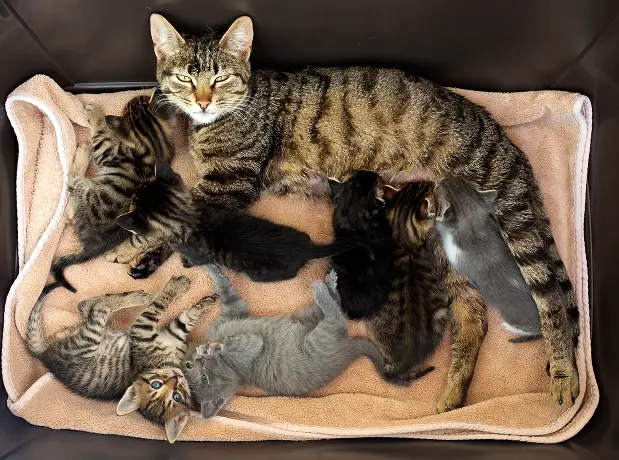 cute-kitten-and-mother-cat