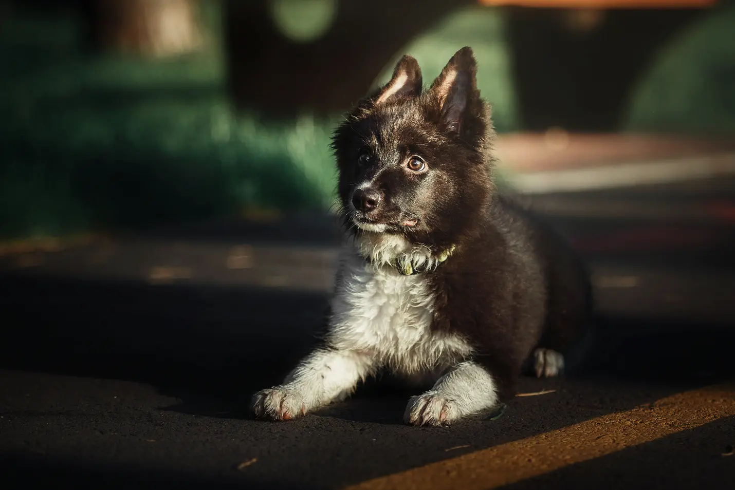 A fluffy black and white puppy with expressive eyes lies on a sunlit path, surrounded by blurred grass and trees, conveying a playful and curious mood