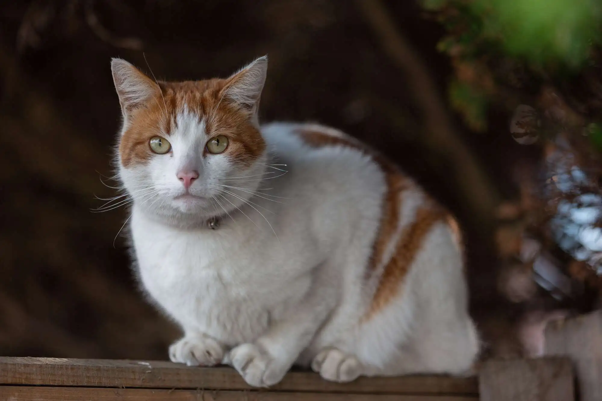 A white and orange tabby cat with piercing green eyes sits attentively on a wooden surface, surrounded by blurred greenery