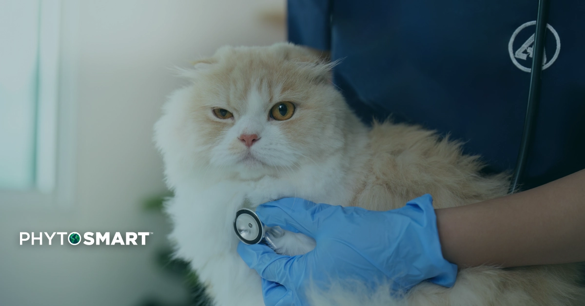 Featured image for “Heart Health in Cats: The Cardio-Protective Power of Omega-3s”