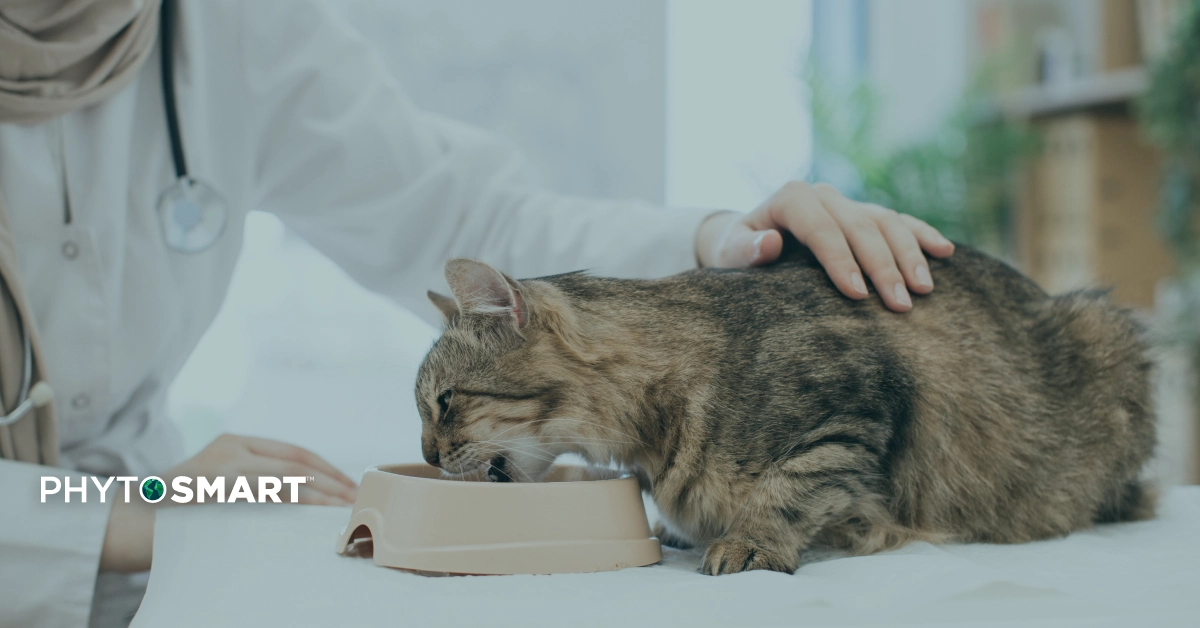 Featured image for “Omega-3s and Canine Cancer: Nutritional Allies for Wellness and Recovery”