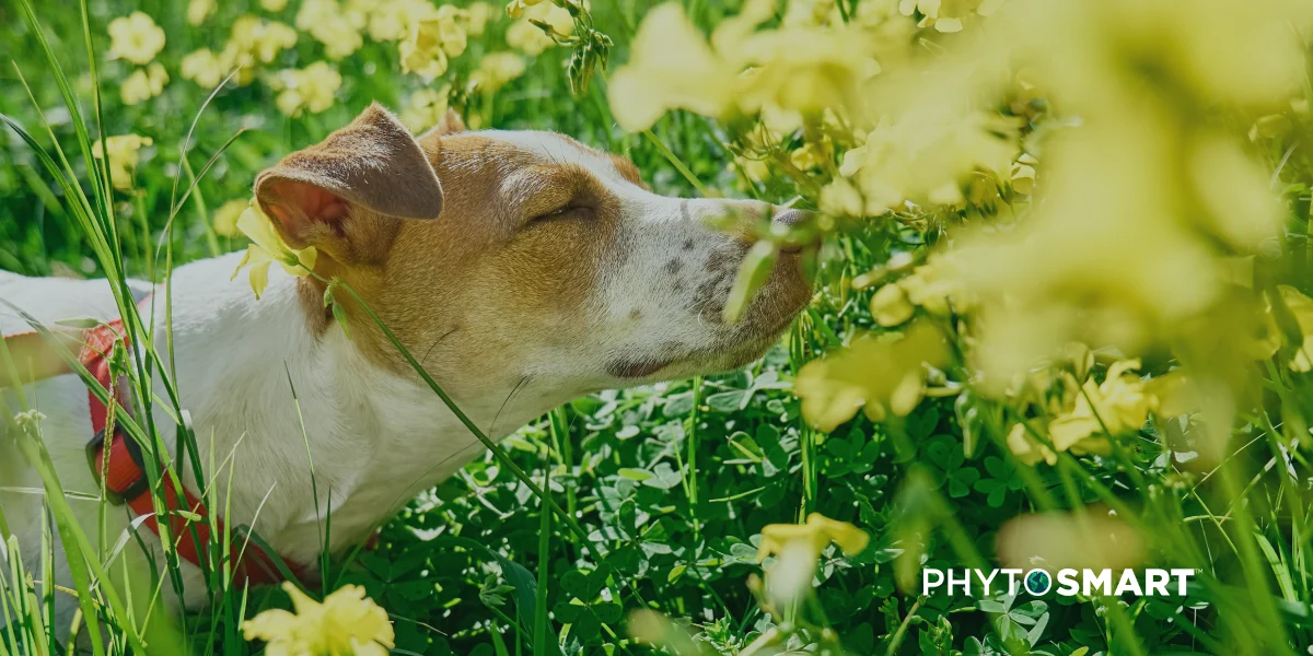 Featured image for “Healthy Skin and Shiny Coats: Omega-3s for Dogs with Allergies”