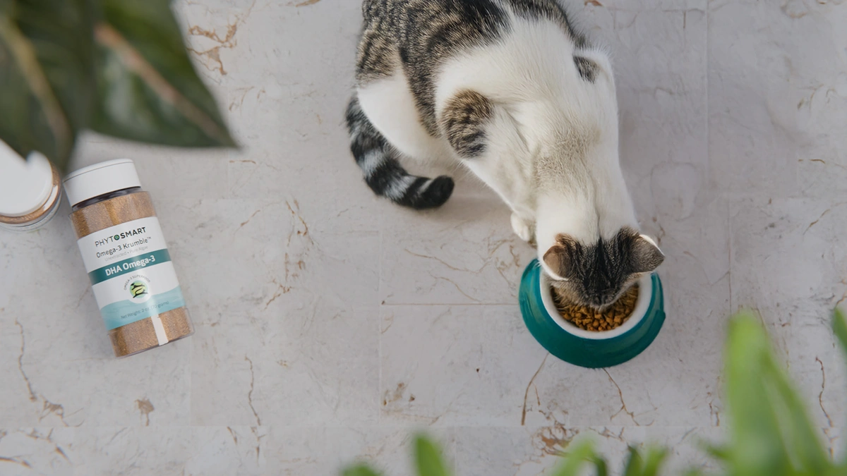 Featured image for “Keeping Minds Sharp: DHA for Senior Cat Brain Health”