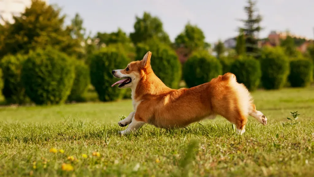 A joyful corgi dog sprinting across a vibrant green lawn on a sunny day, after consuming PhytoSmart DHA & EPA Omega-3 Krumble jars and a food bowl — algae-based omega-3 supplement for dog weight management and metabolism