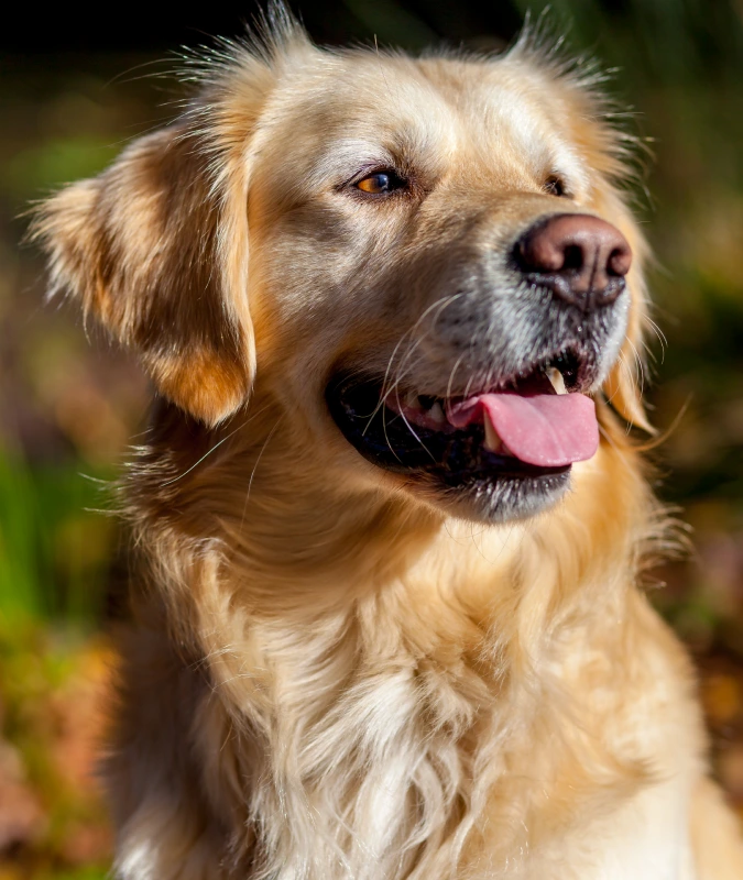 a happy golden retriever with it's healthy skin and shiny coats