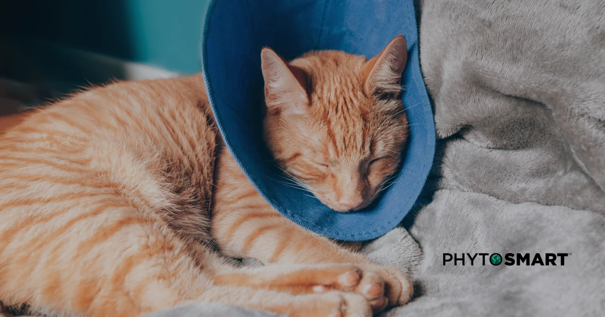 Featured image for “Omega-3s and Cancer in Cats: Nutritional Support for Cellular Health”