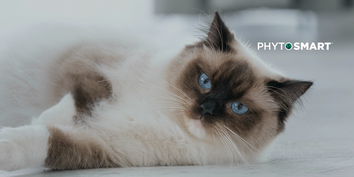 Featured image for “The Complete Guide to Omega-3 Benefits for Cats”