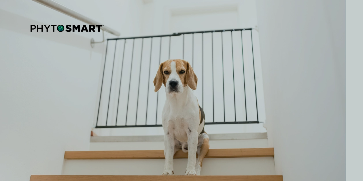 Featured image for “Arthritis in Dogs: Supporting Mobility and Comfort Naturally”