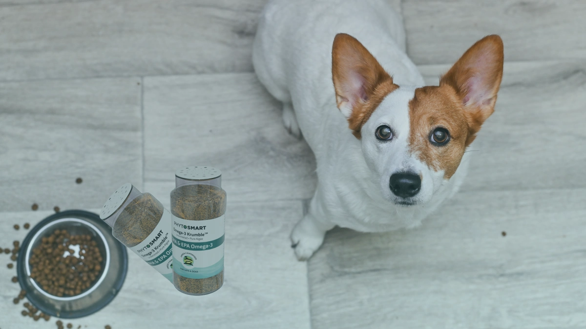 Featured image for “Balancing Weight and Energy: Omega-3 Support for Active Dogs”