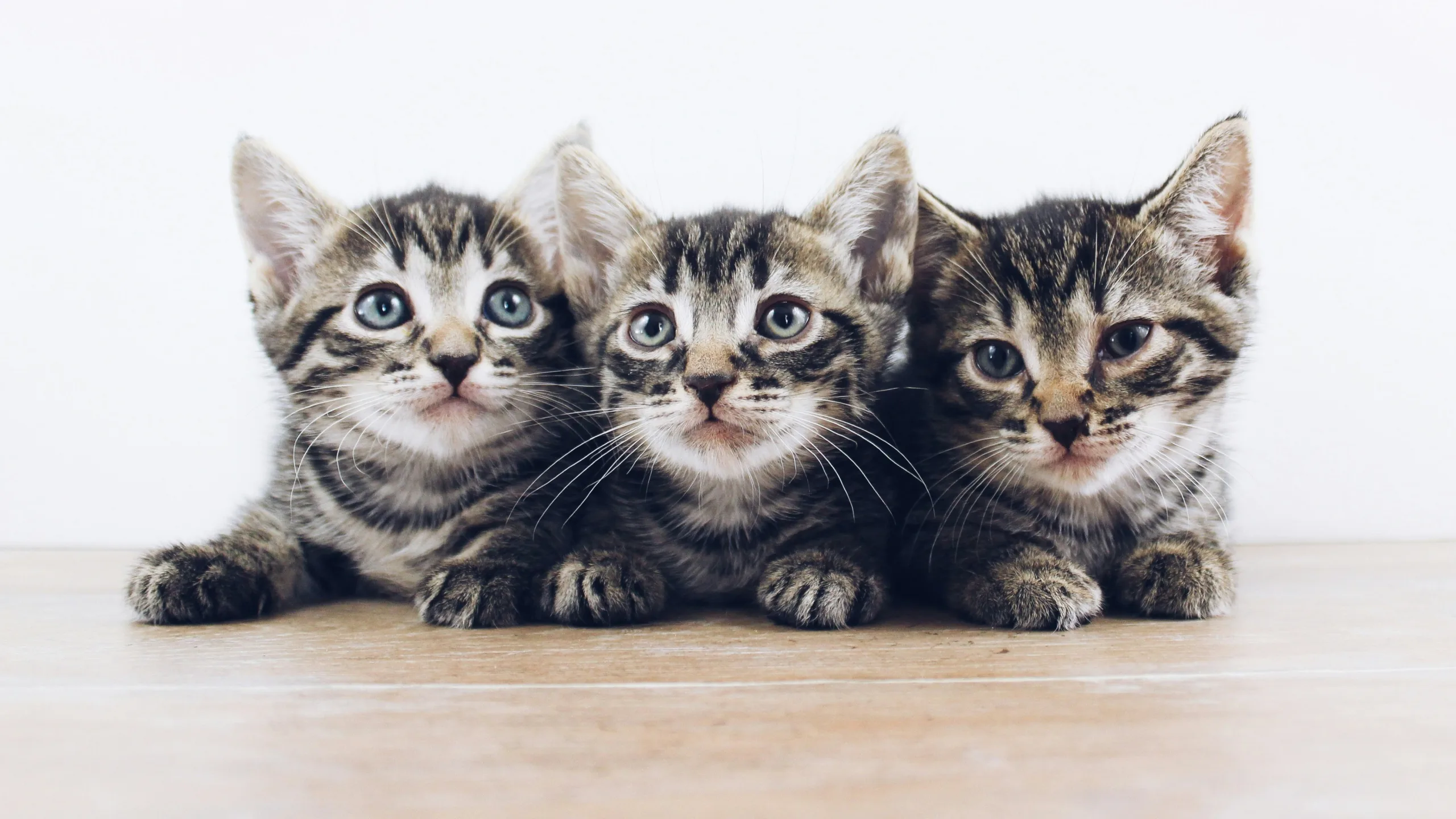 Featured image for “Kittens And DHA”