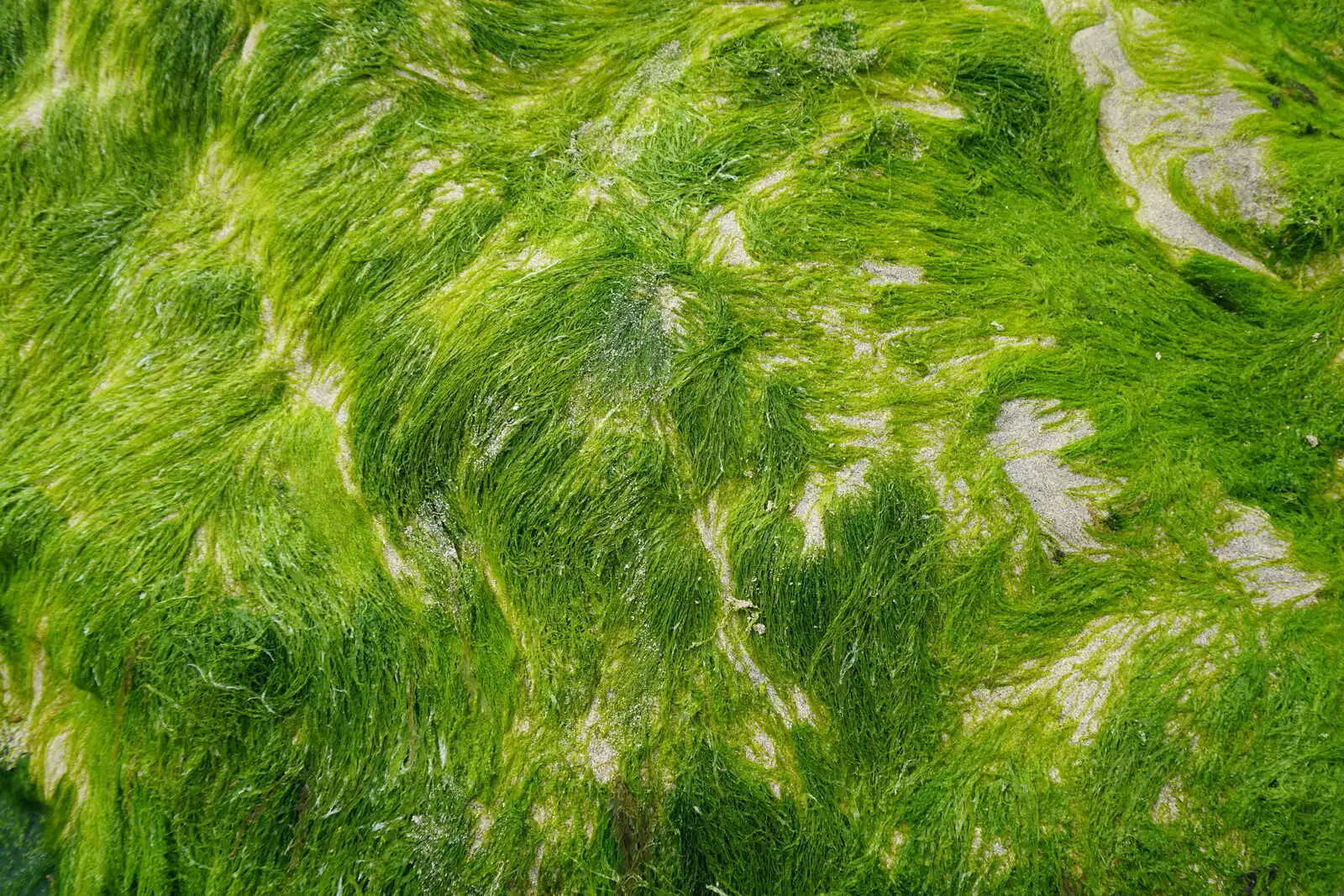 Micro algae grass image