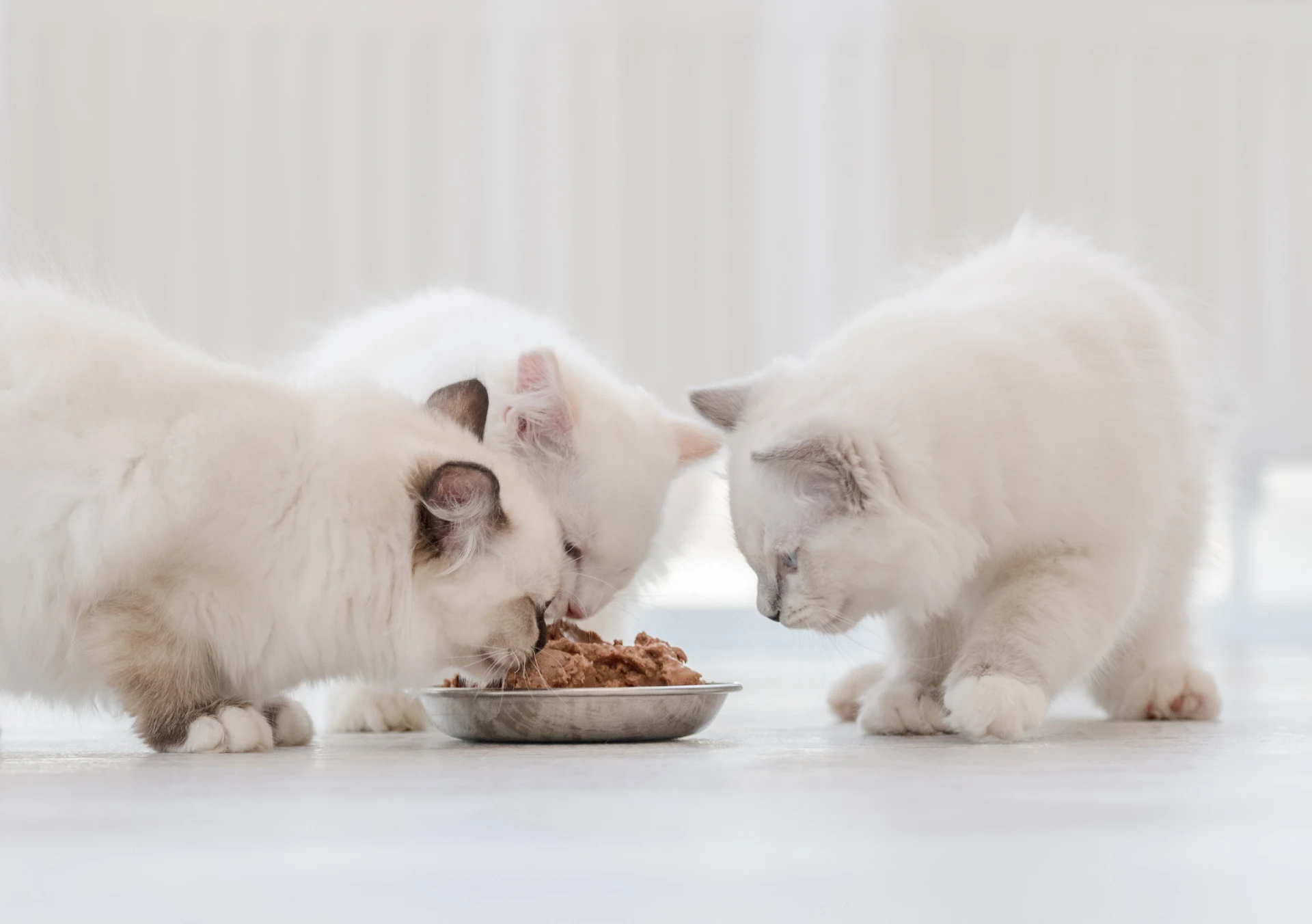 Featured image for “The Honest Guide to Healthy Canned Cat Food ”