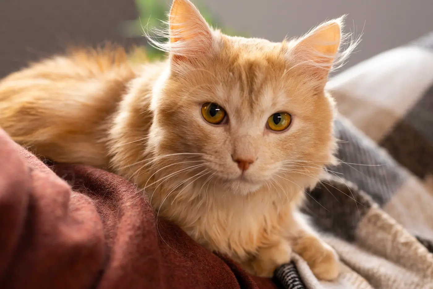 close-up-beautiful-pet-cat