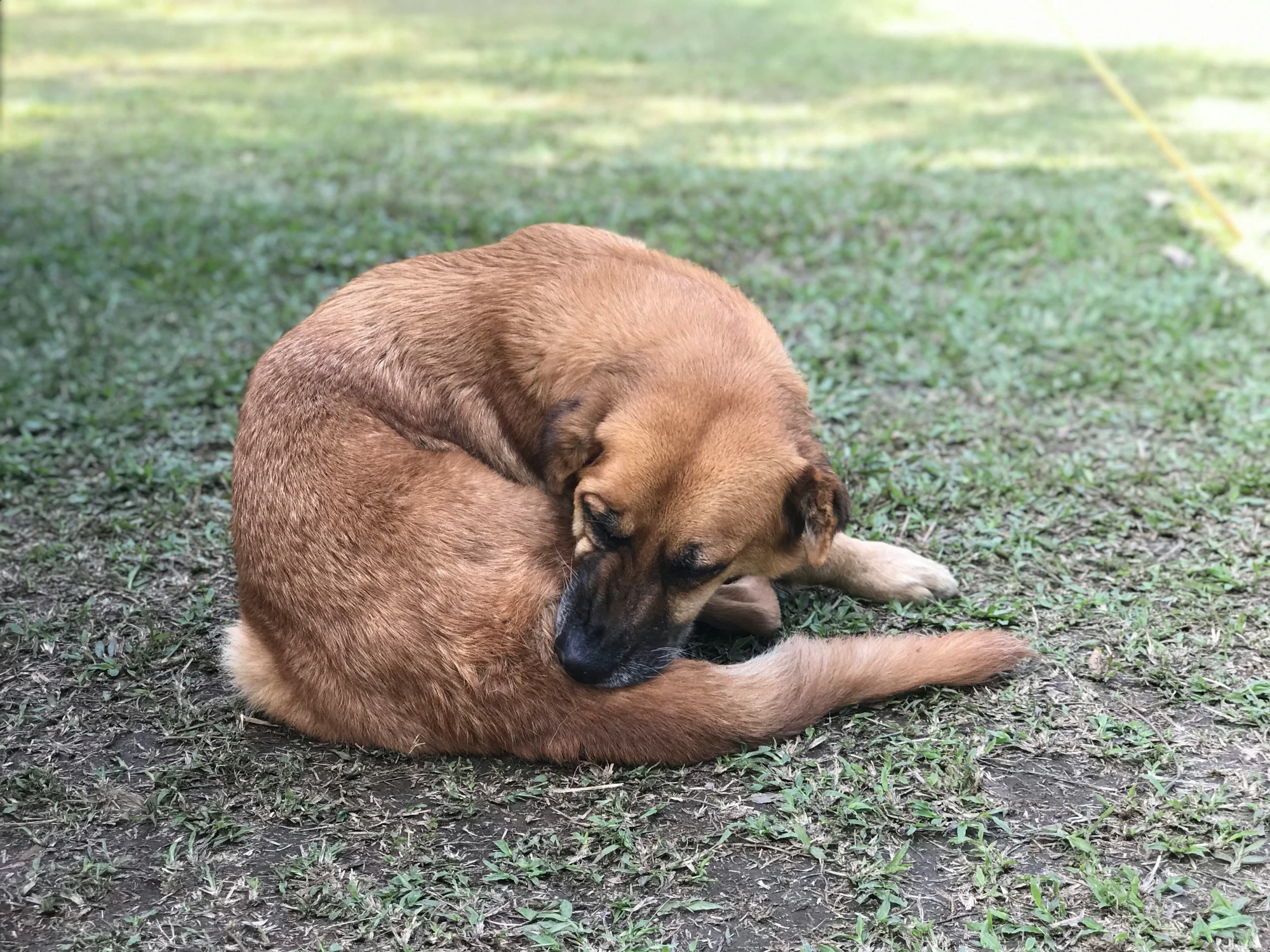 Featured image for “Why Is My Dog Itchy?”