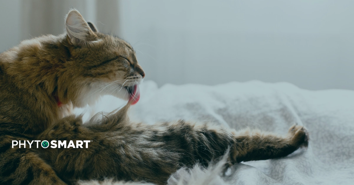 Featured image for “Why Is My Cat Itchy? Causes, Signs, and What Actually Helps”
