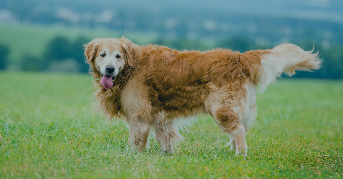 Featured image for “Do Dogs Need Omega-3?”