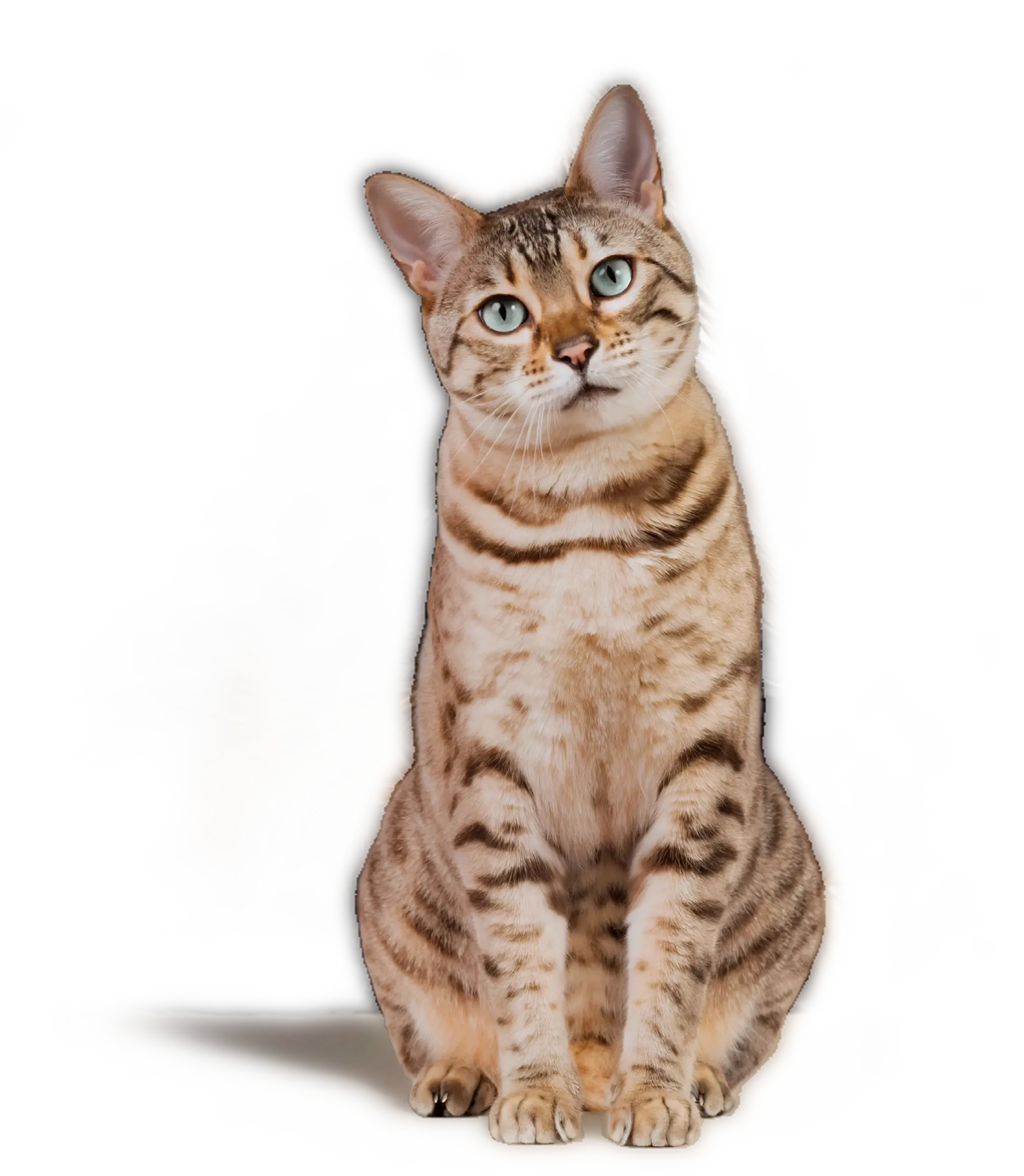 Cat-Interaction