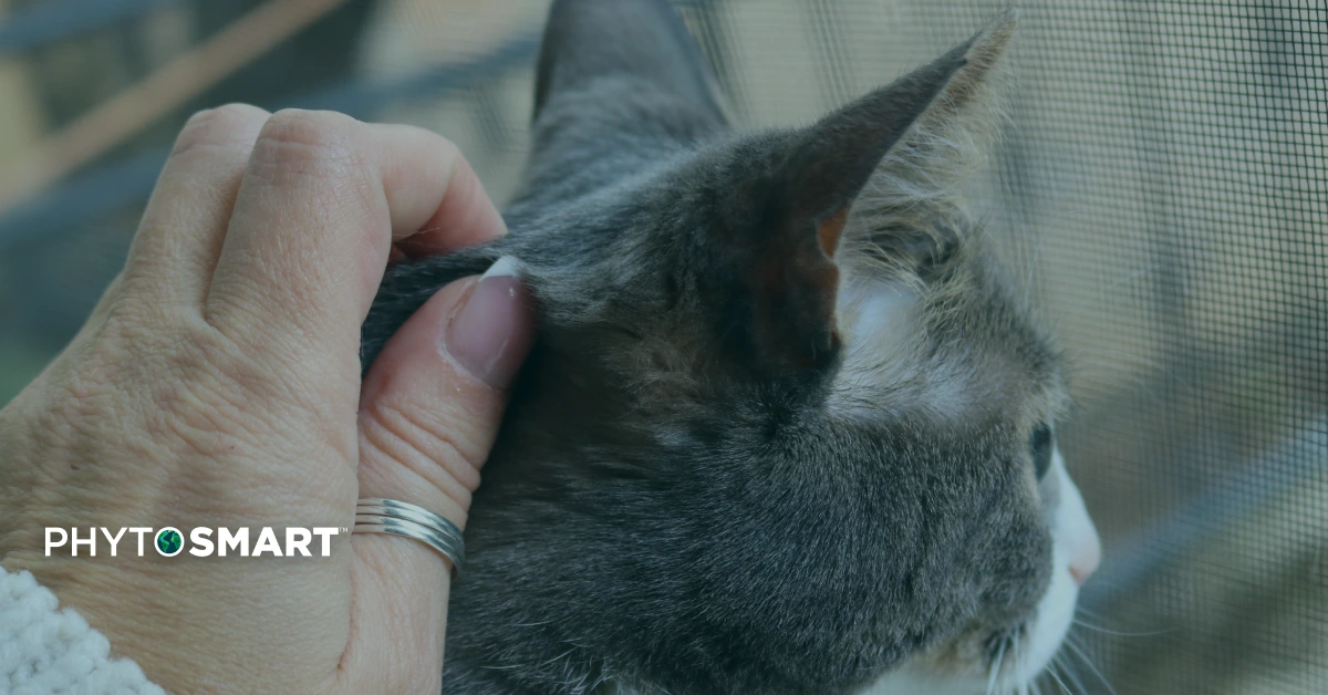Featured image for “Why Is My Cat Losing Hair?”