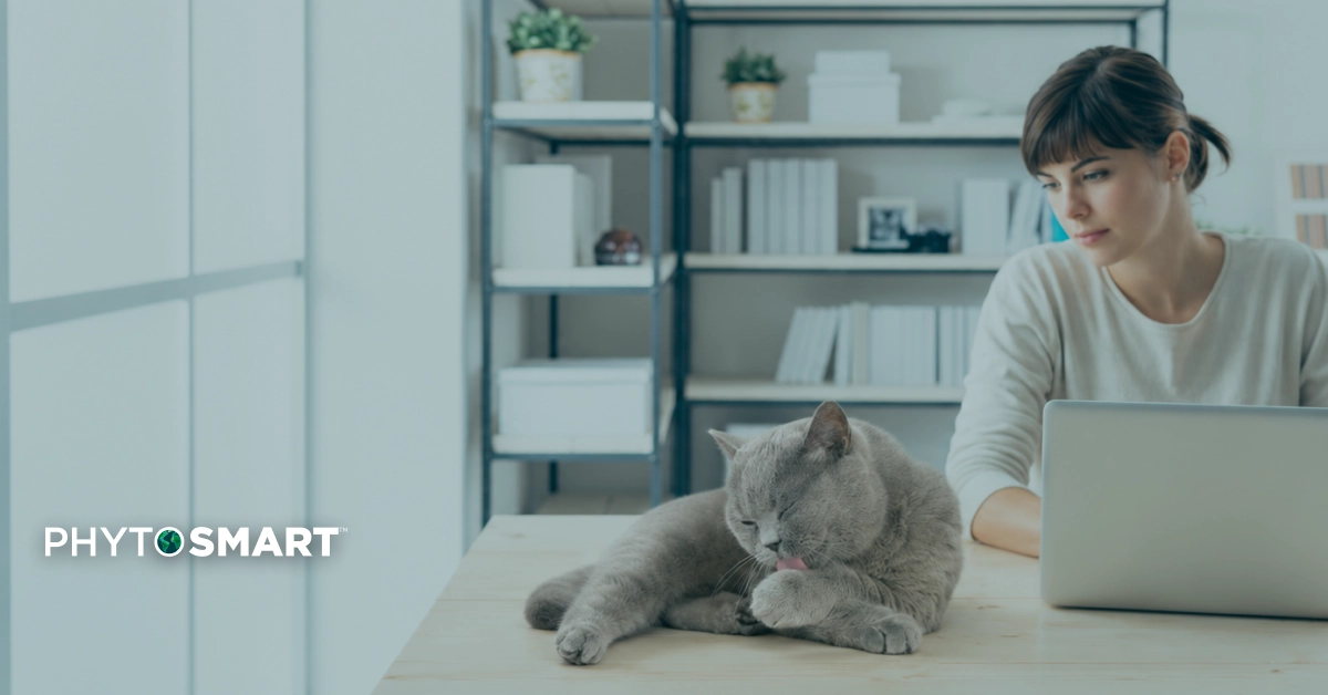 Featured image for “Cat Overgrooming: Causes, Stress, and How to Help Your Cat Stop”